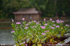 雨中小花