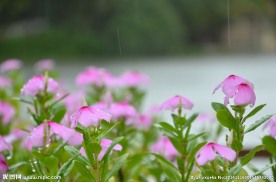 雨中小花