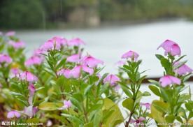 雨中小花