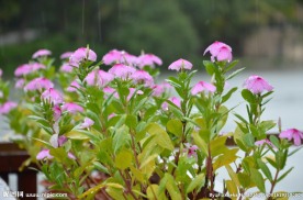 雨中小花
