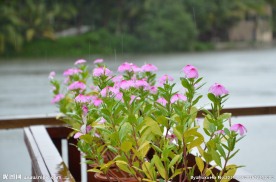 雨中小花