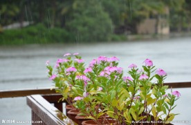 雨中小花