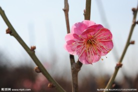 梅花
