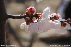 梅花
