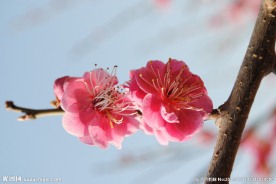 梅花