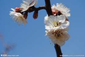 梅花