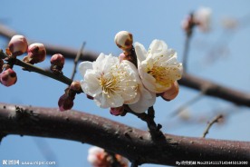 梅花