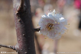 梅花