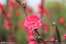 红色花