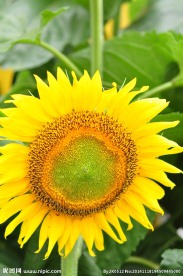 向日葵葵花
