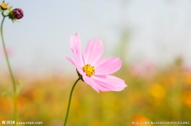 格桑花