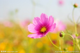 格桑花