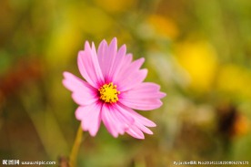 格桑花