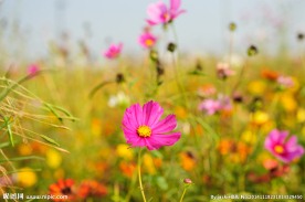 格桑花