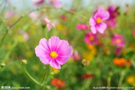 格桑花