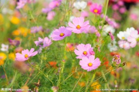 格桑花