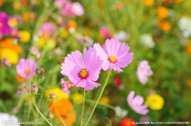 格桑花