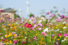 格桑花