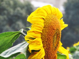 向日葵 太阳花