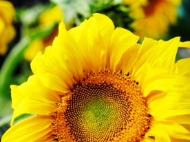 向日葵 太阳花