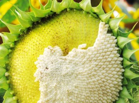 向日葵 太阳花