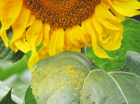向日葵 太阳花