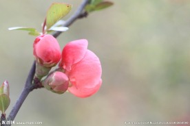 花卉图片