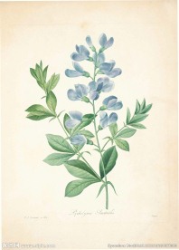 花类图鉴 植物手绘