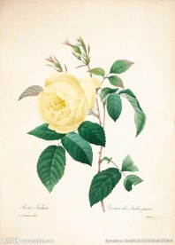 花类图鉴 植物手绘