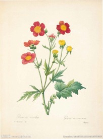 花类图鉴 植物手绘