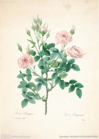 花类图鉴 植物手绘