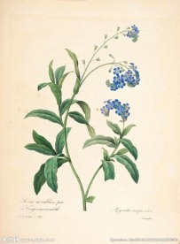 花类图鉴 植物手绘