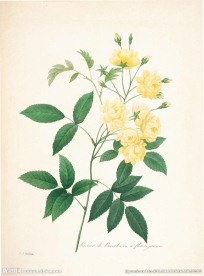 花类图鉴 植物手绘