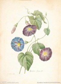 花类图鉴 植物手绘