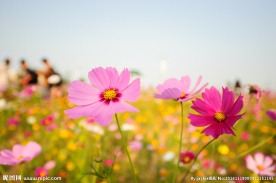 格桑花