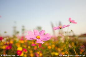 格桑花