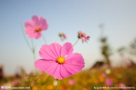 格桑花
