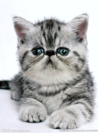 小猫