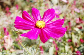 格桑花