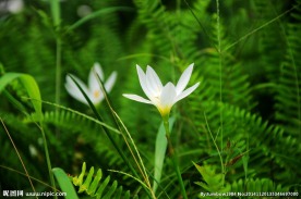 两朵小花