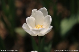 郁金香花海