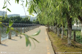 校园林荫道路