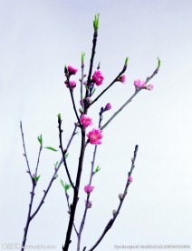 梅花