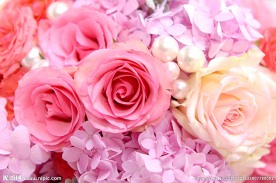 玫瑰花 花 玫瑰