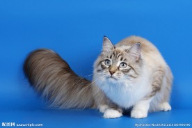 短毛猫