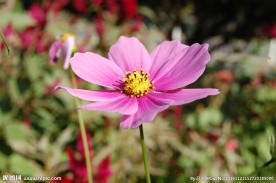 格桑花