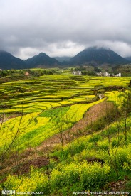 家朋油菜花
