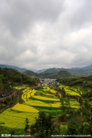 家朋油菜花
