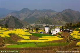 家朋油菜花