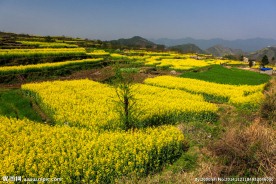 家朋油菜花
